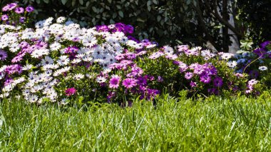 Şehir parkında bahar zamanı yakalandı..