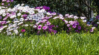 Şehir parkında bahar zamanı yakalandı..