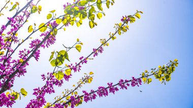 Şehir parkında bahar zamanı yakalandı..