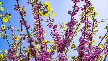 Şehir parkında bahar zamanı yakalandı..
