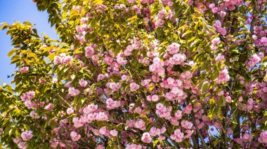 Şehir parkında bahar zamanı yakalandı..