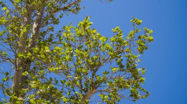 Şehir parkında bahar zamanı yakalandı..