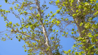Şehir parkında bahar zamanı yakalandı..