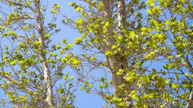 Şehir parkında bahar zamanı yakalandı..