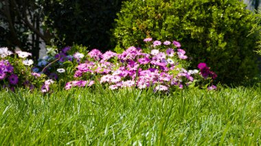 Şehir parkında bahar zamanı yakalandı..