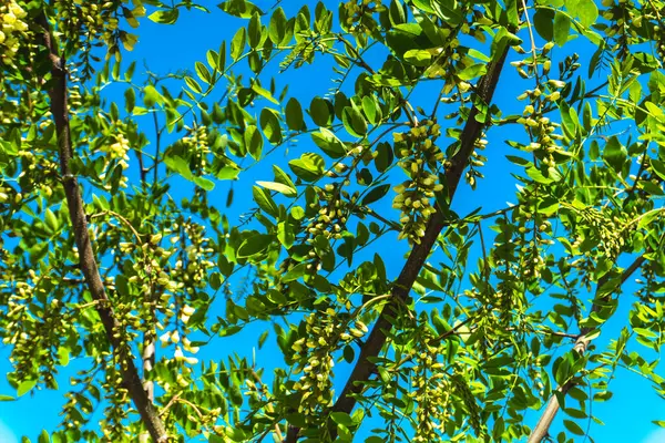 Şehir parkında bahar zamanı yakalandı..