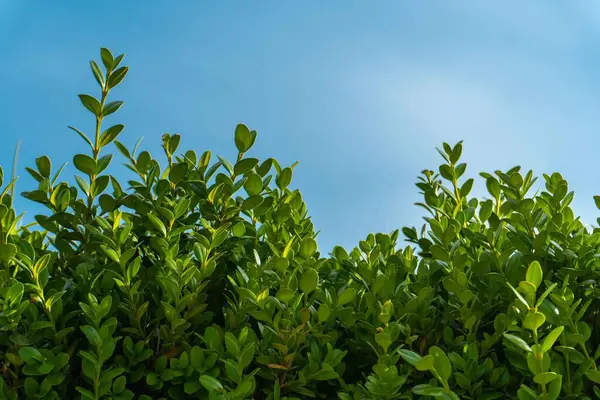 Şehir parkında bahar zamanı yakalandı..