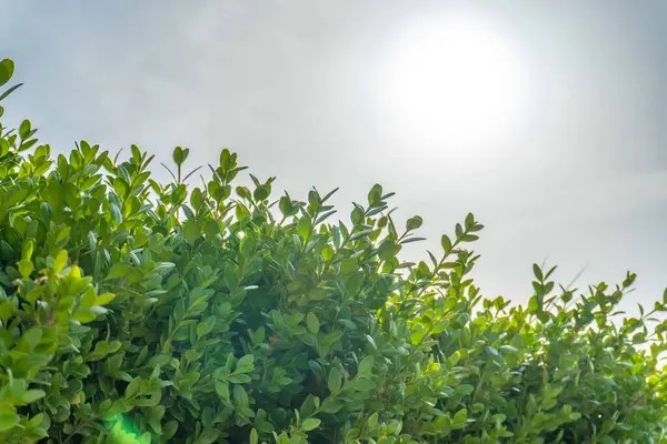 Şehir parkında bahar zamanı yakalandı..