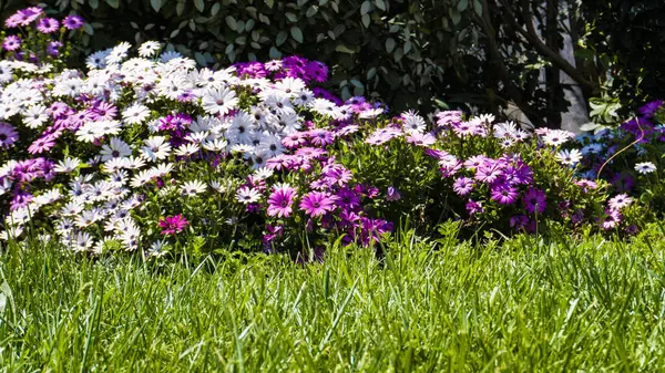Şehir parkında bahar zamanı yakalandı..