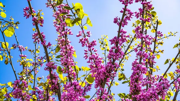 Şehir parkında bahar zamanı yakalandı..