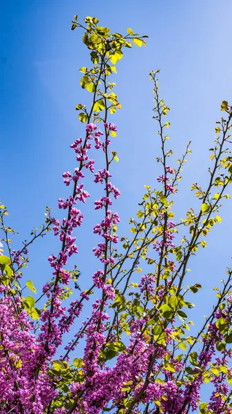 Şehir parkında bahar zamanı yakalandı..