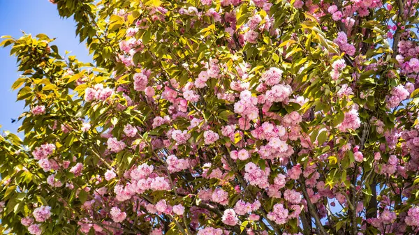 Şehir parkında bahar zamanı yakalandı..