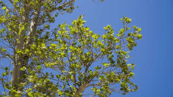 Şehir parkında bahar zamanı yakalandı..