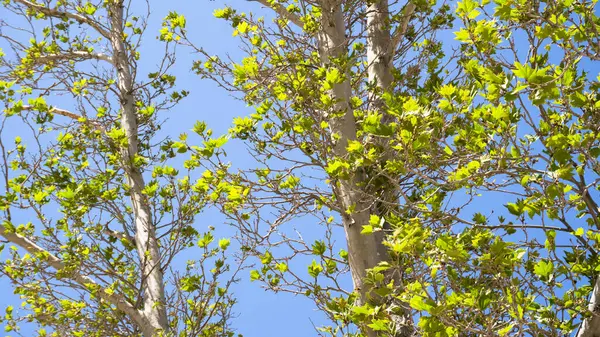 Şehir parkında bahar zamanı yakalandı..