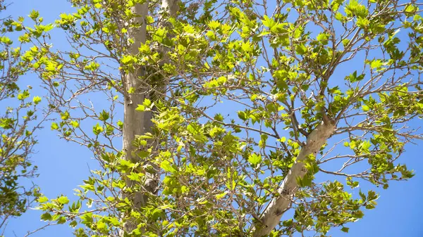 Şehir parkında bahar zamanı yakalandı..
