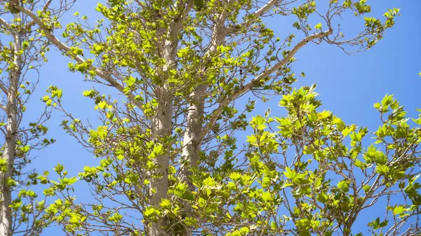 Şehir parkında bahar zamanı yakalandı..