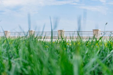 Çiftlikteki yeşil çimenler