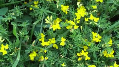 İlham verici sarı çiçekleri olan yeşil çayır.
