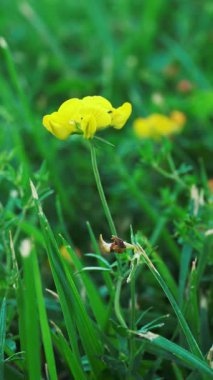 İlham verici sarı çiçekleri olan yeşil çayır.