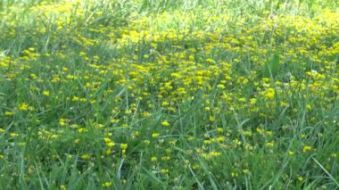 İlham verici sarı çiçekleri olan yeşil çayır.