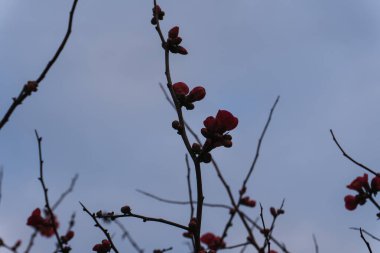 Güzel botanik fotoğrafı, doğal duvar kağıdı.