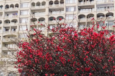 Hükümet Binası 'nın yönetim binasının arka planına sahip güzel kırmızı ayva çiçekleri dalları. Bakü, Azerbaycan. Azerbaycan 'da bahar ve Novruz havası hakim..  