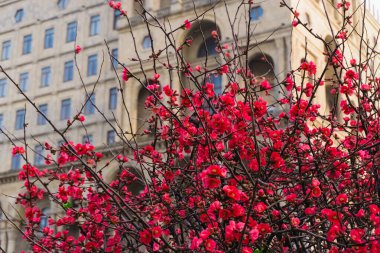 Hükümet Binası 'nın yönetim binasının arka planına sahip güzel kırmızı ayva çiçekleri dalları. Bakü, Azerbaycan. Azerbaycan 'da bahar ve Novruz havası hakim..  