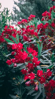 Bahçedeki kırmızı çiçekler