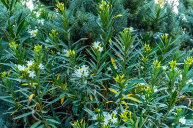 Fotoğraf Bakü, Azerbaycan 'da çekildi.