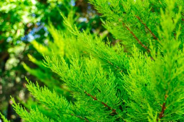 Fotoğraf Bakü, Azerbaycan 'da çekildi..