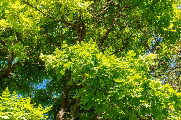 Ormanın arka planında yeşil yapraklar