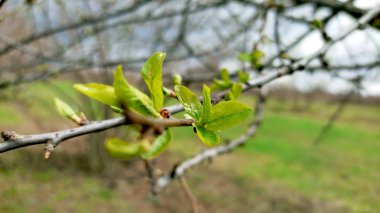 Meyve bahçesinde tomurcukları olan elma ağacı.
