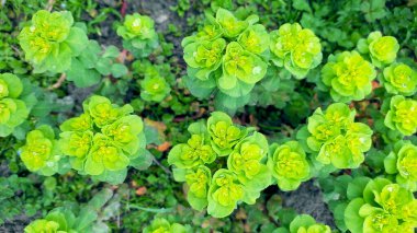 beautiful spring flowers on the background of the forest