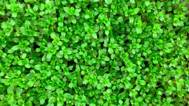 bir duvardaki yeşil yaprakların arkaplanı