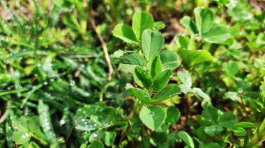 Ormanda yeşil yaprak