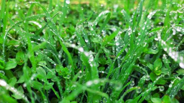 Çiyli yeşil çimen