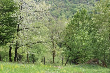 Ormanda güzel bahar çiçekleri
