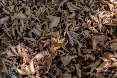Seyahat ve turizm konsepti. Fotoğraf Sheki 'nin turizm potansiyelini anlatıyor. Sheki, Azerbaycan. 07.22.2025.