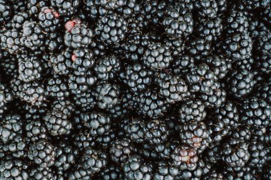 Siyah böğürtlen arkaplanı kapat