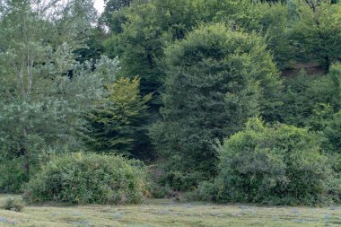 orman ağaçları ve bitkiler