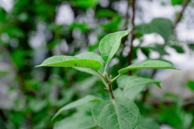 Kırsal ve kırsal yaşam konsepti.