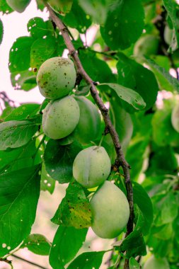 Olgun ve lezzetli erikler. Tarım ve hasat.