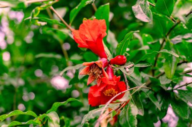 Kırsal ve kırsal yaşam konsepti.