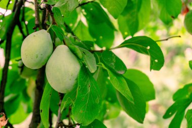 Olgun ve lezzetli erikler. Tarım ve hasat.