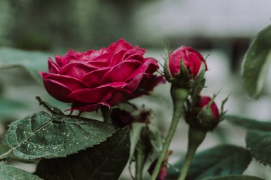 Kırsal ve kırsal yaşam konsepti.