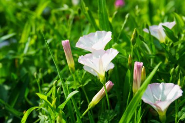 Kırsal ve kırsal yaşam konsepti.