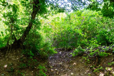 Kırsal kesimde, kırsal kesimde hayat. Doğa ve sükunet.