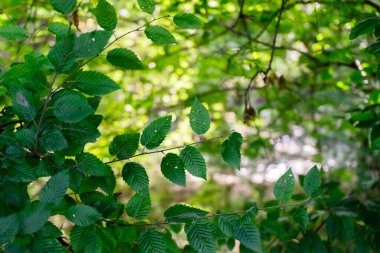 Kırsal kesimde, kırsal kesimde hayat. Doğa ve sükunet.