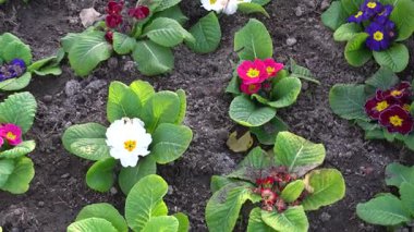 Bakü Bulvarı 'ndaki çiçek bitkileri. Bakü, Azerbaycan.