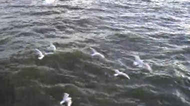 Hazar Denizi üzerindeki martılar. Bakü, Azerbaycan. 